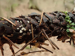 Tapesia strobilicola