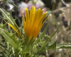 Scolymus