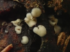 Tapesia strobilicola