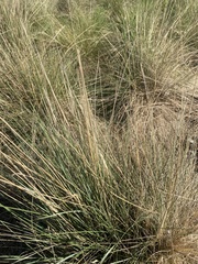 Calamagrostis × acutiflora