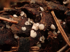 Tapesia strobilicola