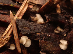 Tapesia strobilicola