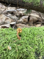 Gymnopilus oregonensis