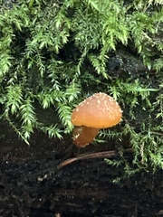 Gymnopilus oregonensis