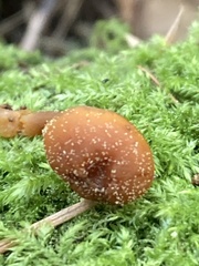 Gymnopilus oregonensis
