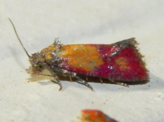Image of Atroposia oenotherana