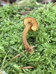 Gymnopilus oregonensis