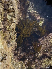 Lessoniaceae