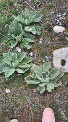 Verbascum thapsus