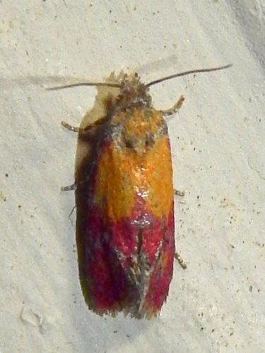 Atroposia oenotherana image