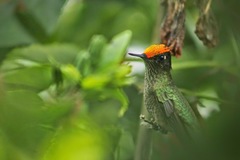 Sephanoides sephaniodes