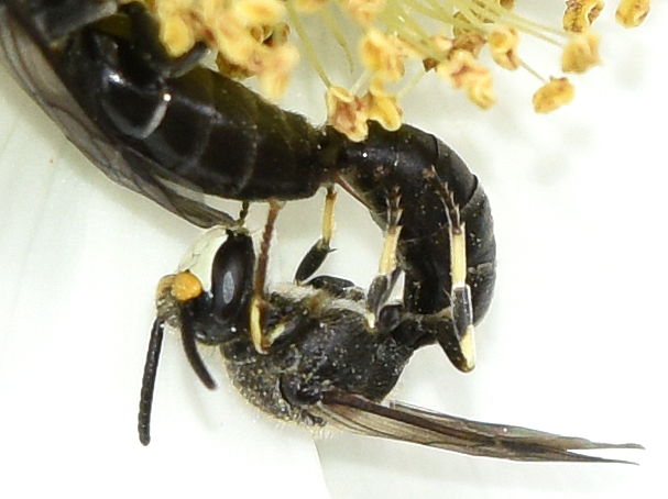 Cephalylaeus