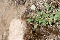 Ornithopus perpusillus