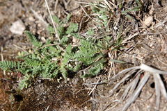 Ornithopus perpusillus