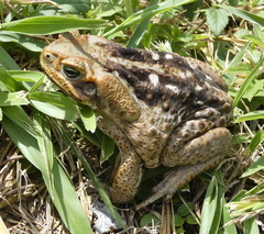 Rhinella diptycha