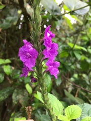 Stachytarpheta frantzii