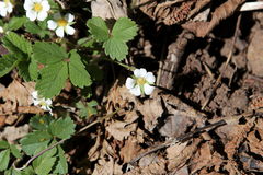 Potentilla sterilis