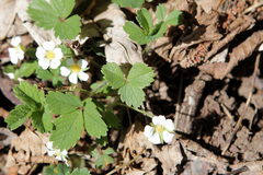 Potentilla sterilis