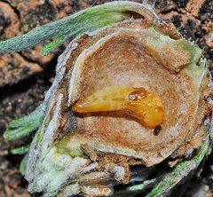 Pteromalus almeriensis