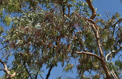 Corymbia leichhardtii