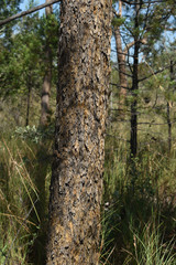 Corymbia leichhardtii