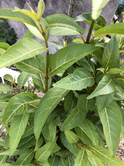 Citharexylum spinosum