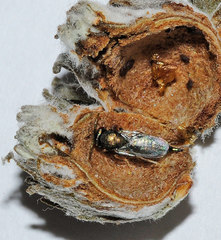 Pteromalus almeriensis