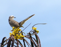 Mimus saturninus