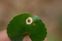 Alternaria violae