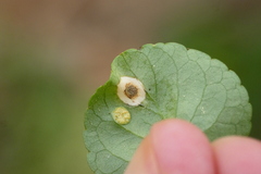 Alternaria violae