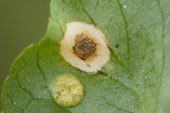 Alternaria violae