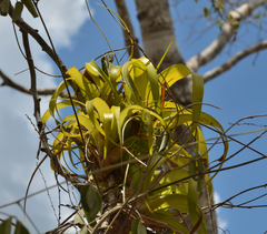 Tillandsia elongata
