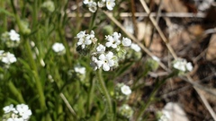 Cryptantha intermedia intermedia