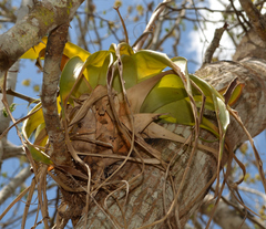 Tillandsia elongata
