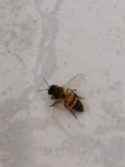 Apis mellifera