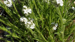 Cryptantha intermedia intermedia