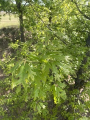 Quercus lyrata
