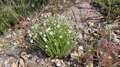 Cryptantha intermedia intermedia