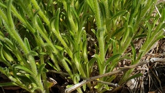 Cryptantha intermedia intermedia