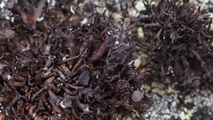 Cornicularia normoerica