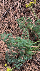 Lomatium