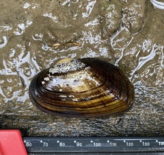 Strophitus undulatus