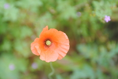 Papaver pinnatifidum
