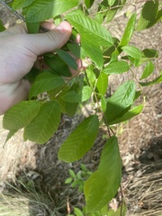 Carpinus caroliniana