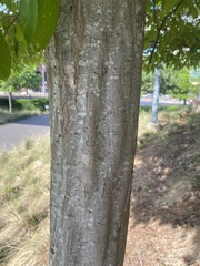 Carpinus caroliniana