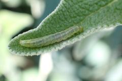 Tortricidae