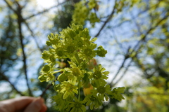 Acer platanoides