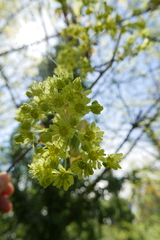 Acer platanoides
