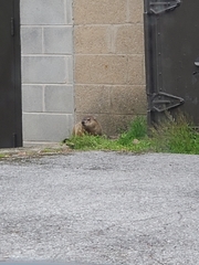 Marmota monax