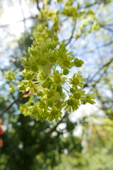 Acer platanoides